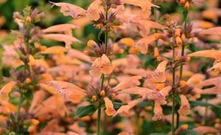 Mango Tango Agastache Flowers, Agastache Hybrid
Proven Winners
Sycamore, IL