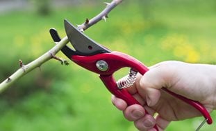 Rose, Pruning, Shears, Secateurs
Dreamstime