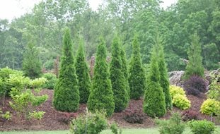 North Pole Arborvitae, North Pole Thuja, Thuja Occidentalis
A Rustic Perennial Paradise
Proven Winners
Sycamore, IL