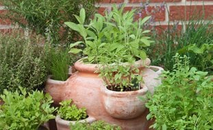 Herb Garden Pot, Growing Herbs, Kitchen Herb Garden
Shutterstock.com
New York, NY