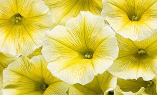 Supertunia Limoncello, Yellow Petunia
Proven Winners
Sycamore, IL