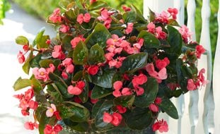 Begonia Surefire Rose, Pink Begonia, Potted Begonia
Proven Winners
Sycamore, IL