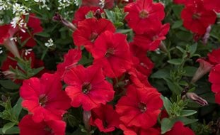 Supertunia Really Red Petunia, Red Petunia Flowers
Proven Winners
Sycamore, IL