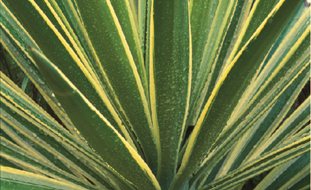 Yucca
Garden Design
Calimesa, CA