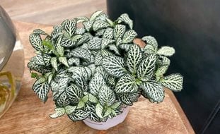 Network News World News Fittonia, Nerve Plant
Proven Winners
Sycamore, IL
