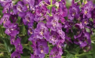 Angelface Blue Angelonia, Angelonia Hybrid, Purple Flowers
Proven Winners
Sycamore, IL