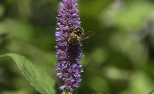 Anise Hyssop, Bee
Shutterstock.com
New York, NY