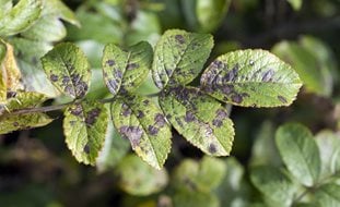 Black Spot Disease, Black Spot On Rose Leaves
Shutterstock.com
New York, NY