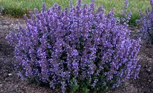 Cat’s Pajamas Catmint, Nepeta Faassenii
Proven Winners
Sycamore, IL