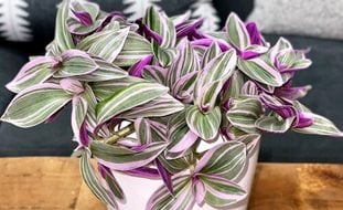 Feeling Flirty Tradescantia, Purple Tradescantia, Tradescantia Hybrid
Proven Winners
Sycamore, IL