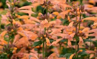 Mango Tango Agastache, Agastache Hybrid
Proven Winners
Sycamore, IL