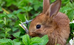 Rabbit In Garden, Strawberry Plant
Shutterstock.com
New York, NY