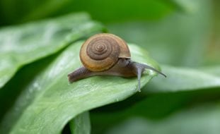 Snail On Leaf, Garden Snail
Shutterstock.com
New York, NY