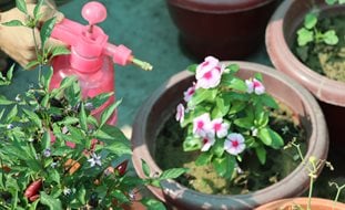 Spraying Plants With Neem Oil, Neem Oil As Pesticide
Shutterstock.com
New York, NY