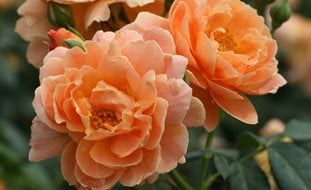 At Last Rosa, Peach-Orange Rose
A Rustic Perennial Paradise
Proven Winners
Sycamore, IL
