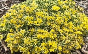 Boogie Woogie Sedum, Sedum, Yellow Flowered Ground Cover
Proven Winners
Sycamore, IL