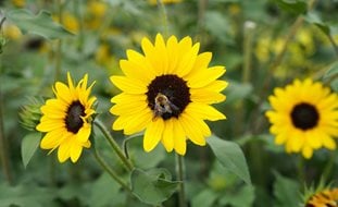 Suncredible Sunflower, Sunflower With Bee
Proven Winners
Sycamore, IL