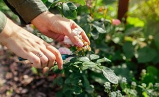 Deadheading Roses, Cutting Roses
Ornamental Grasses in Pots 
Shutterstock.com
New York, NY