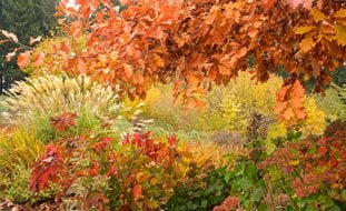 Fall Landscaping Ideas, Fall Garden Ideas
Garden Design
Calimesa, CA