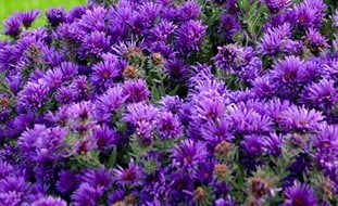 Grape Crush Aster, Aster Novae-Angliae
Proven Winners
Sycamore, IL