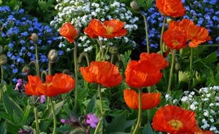 Poppies, Orange Flowers
Garden Design
Calimesa, CA