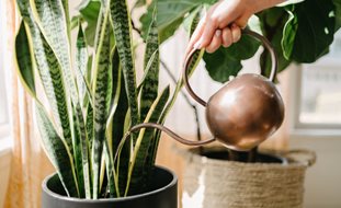 Watering Houseplants, Sansevieria
Shutterstock.com
New York, NY