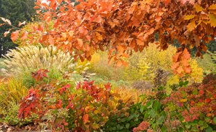 Fall Landscaping Ideas, Fall Garden Ideas
Garden Design
Calimesa, CA