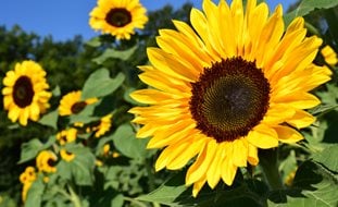 Helianthus, Yellow Flower
A Rustic Perennial Paradise
Pixabay