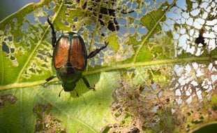 Japanese Beetle, Popillia Japonica, Japanese Beetle Feeding
A Rustic Perennial Paradise
Shutterstock.com
New York, NY