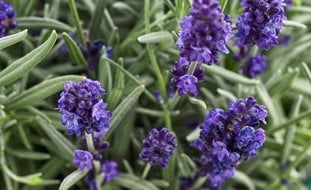 Lavender, Sweet Romance
A Rustic Perennial Paradise
Proven Winners
Sycamore, IL
