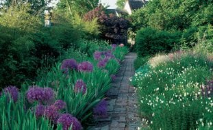 Purple Alliums, White California Poppies
Garden Design
Calimesa, CA