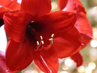Amaryllis Flower, Christmas Flower
"Dream Team's" Portland Garden
Shutterstock.com
New York, NY