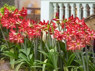 Amaryllis In Garden, Red And White Amaryllis
"Dream Team's" Portland Garden
Shutterstock.com
New York, NY