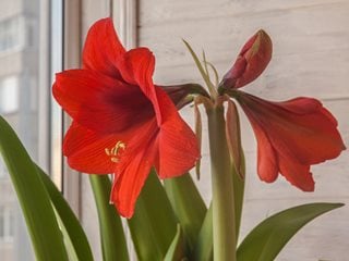 Amaryllis In Window, Red Amaryllis Flower
"Dream Team's" Portland Garden
Shutterstock.com
New York, NY