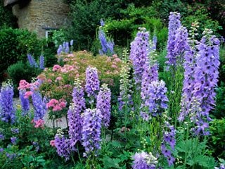Delphinium, Pacific Giant Hybrid, Purple Flowers
"Dream Team's" Portland Garden
Alamy Stock Photo
Brooklyn, NY