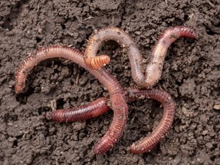 Earthworms On Soil, Worms
"Dream Team's" Portland Garden
Shutterstock.com
New York, NY
