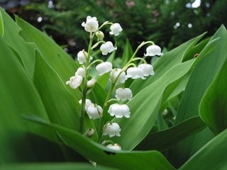 Lily Of The Valley, Fragrant White Flower
"Dream Team's" Portland Garden
Pixabay
