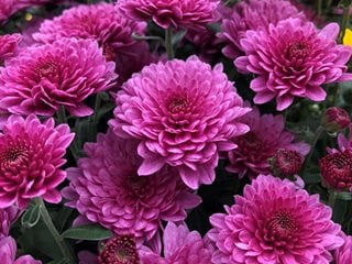 Paradiso Pink Mum, Fall Flower
"Dream Team's" Portland Garden
Proven Winners
Sycamore, IL
