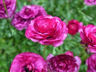 Pink Ranunculus, Pink Buttercup
"Dream Team's" Portland Garden
Shutterstock.com
New York, NY