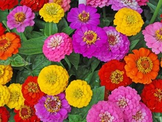 Zinnia Flowers, Mixed Flowers
"Dream Team's" Portland Garden
Shutterstock.com
New York, NY