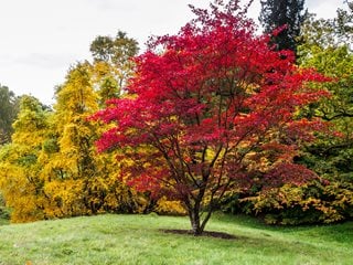 Japanese Maple Tree, Acer Palmatum
Dreamstime
