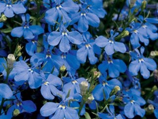 Laguna Dark Blue Lobelia, Lobelia Erinus, Blue Flower
Proven Winners
Sycamore, IL