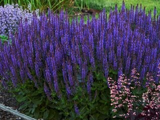 Violet Riot Salvia, Purple Flower, Salvia Plant
Proven Winners
Sycamore, IL