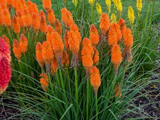 Pyromania Orange Blaze