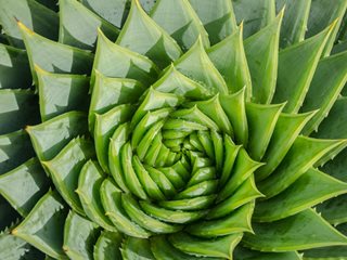 Spiral Aloe, Aloe Polyphylla, Aloe Plant
Shutterstock.com
New York, NY