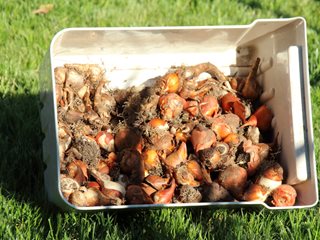 Tulip Bulbs
"Dream Team's" Portland Garden
Shutterstock.com
New York, NY