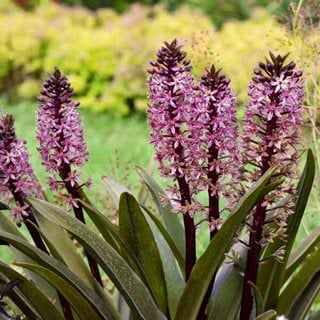 Eucomis 'purple Reign', Pineaplly Lily, Eucomis Hybrid
"Dream Team's" Portland Garden
Proven Winners
Sycamore, IL