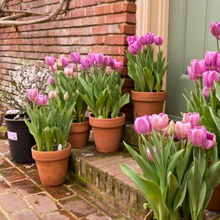 Pink Tulips In Containers, Tulip Garden
"Dream Team's" Portland Garden
Shutterstock.com
New York, NY