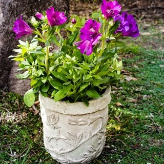 Purple Peruvian Lily, Alstroemeria
Shutterstock.com
New York, NY