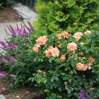 At Last Rosa, Roses In Landscape
Proven Winners
Sycamore, IL